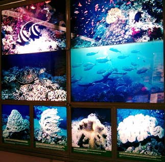  Backlit Marine Life Poster