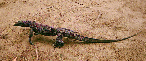  Little Monitor Lizard