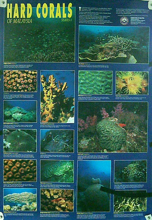  Coral Poster