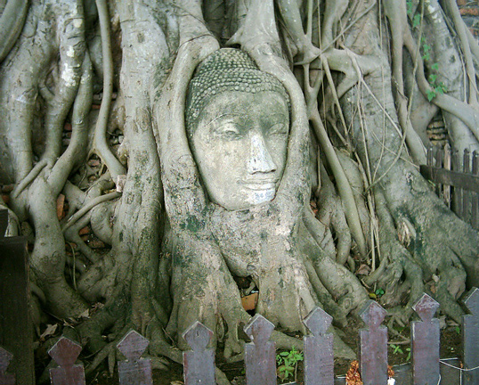  Buddha Head in Bodhi Tree