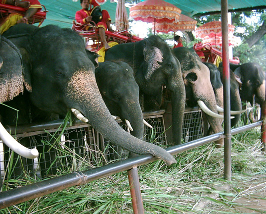  Elephant Corral