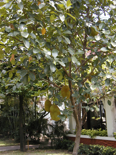  Small Jackfruit Tree 