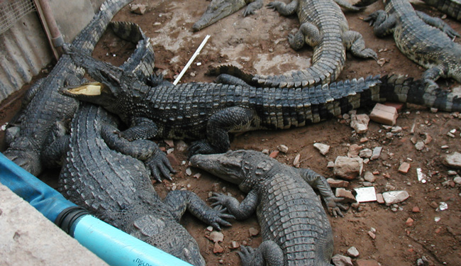  Caimans in Cambodia