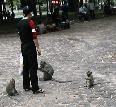  Macaque in Myanmar