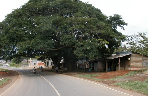 Beautiful Tree Covers Highway 