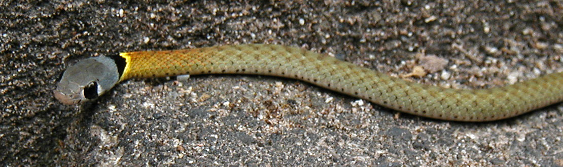 Red-necked keelback