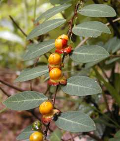  Jungle Plants 