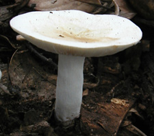  mushroom