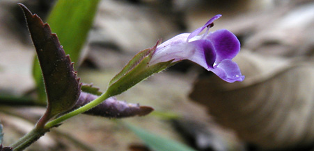  Small flower 