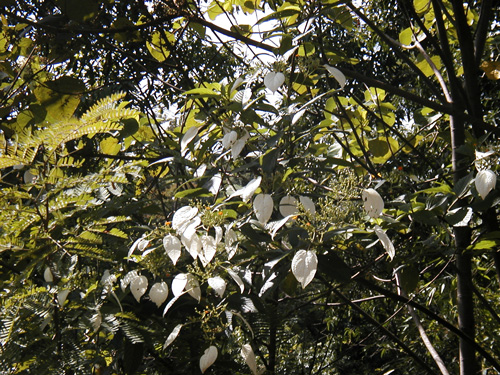  Flowering Tree 