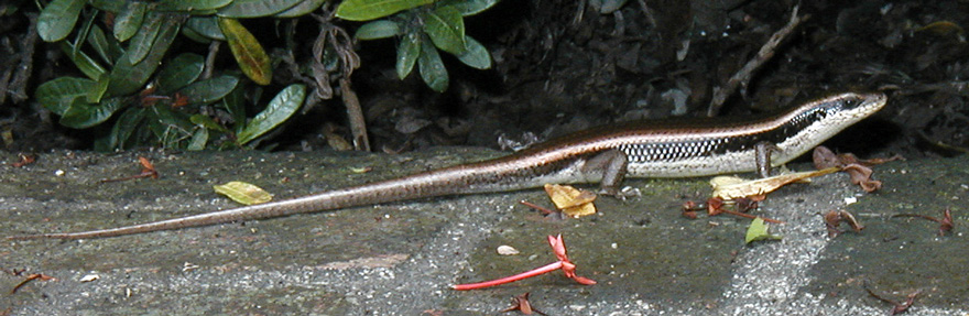 Temple lizard