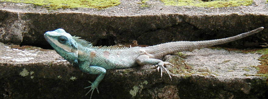  Thai Chameleon 