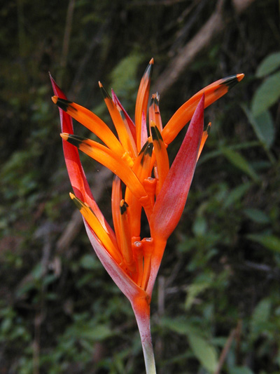  Flowers in Botanical Garden 