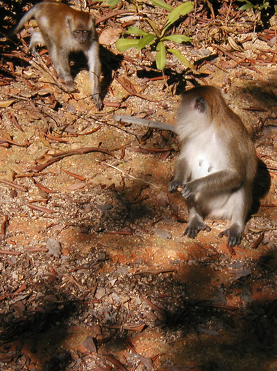  Monkeys on Trail 