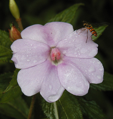 Bug, Flower