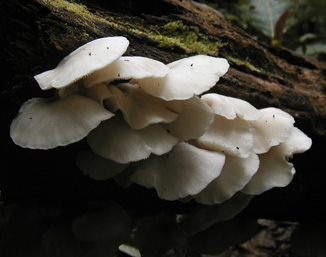 Trail Fungi