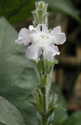 Trail Flower