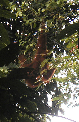  Orang-utan2