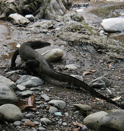  Jungle Monitor Lizard