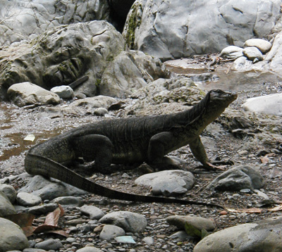  Lizards in Laos