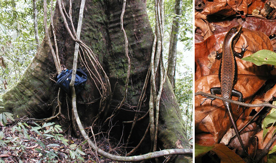  Daysack on Trunk, Jungle Lizard