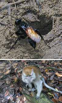  Mud Wasp, Macaque