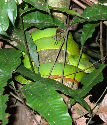 A Pit Viper Green Snake