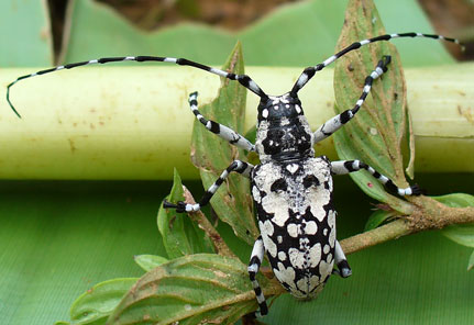 Black & White beatle