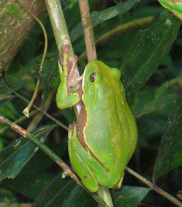 Big green frog