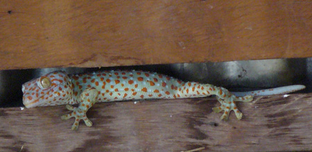 Gecko in restaurant