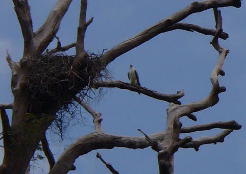 Sea Eagle by nest