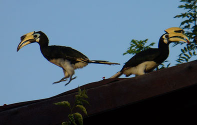 HornBill in tree