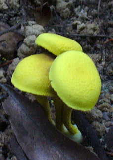 Perhentian Mushroom