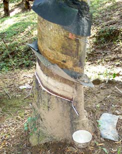 Tapping Rubber Trees