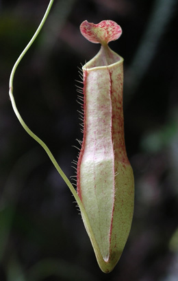 Pitcher Plant