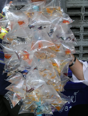 Street Seller Offers Fish