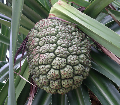  Joshuloe Fruit