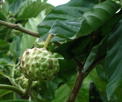  Another Fruit