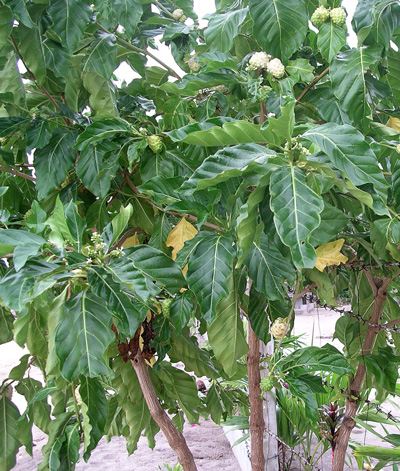  Another Fruit Tree