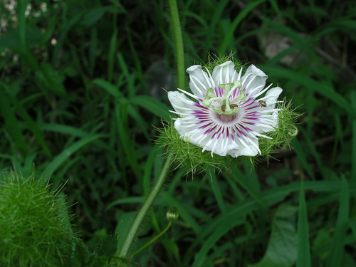  Wild Flowering Vine