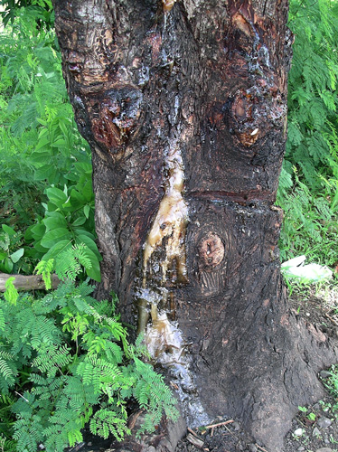  Oozing Tree