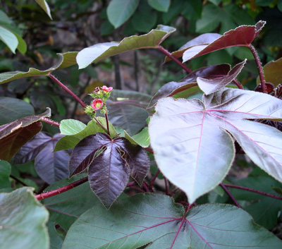  Roadside Flowers