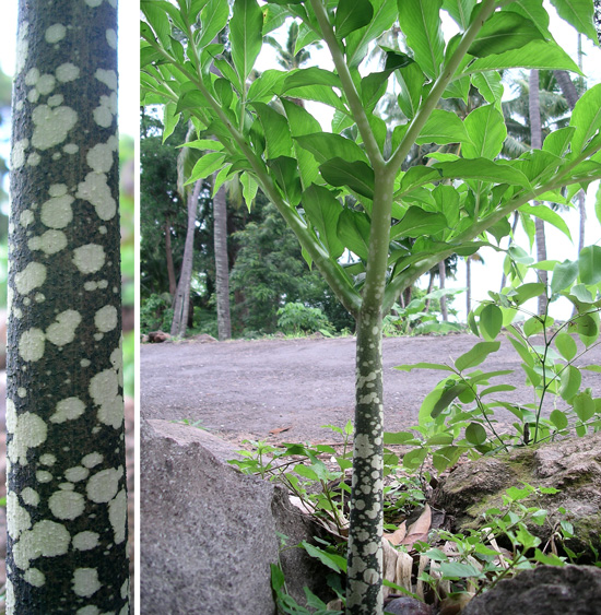  Fern and Stalk