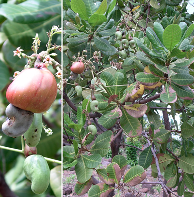  Growing Cashews