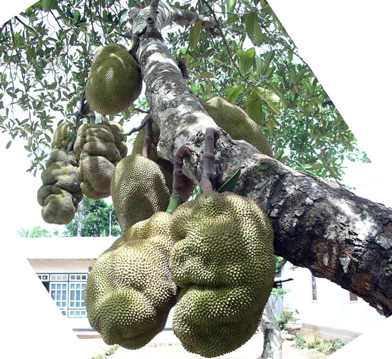 Jackfruit