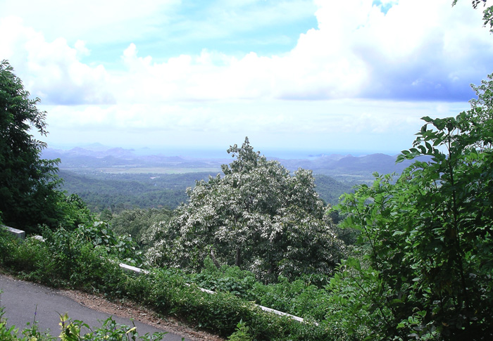  Western Flores