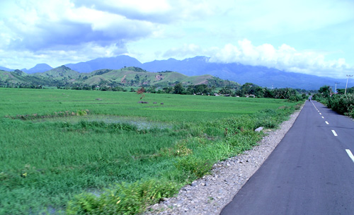 Rice Fields