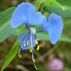  Lao Flower