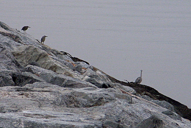 Shore birds