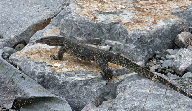 Monitor lizard